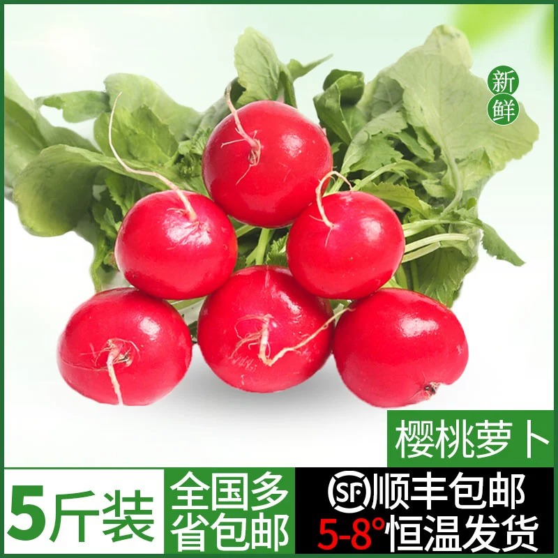 Вишневая редька свежая сезонная, 5 кг оптом из Китая