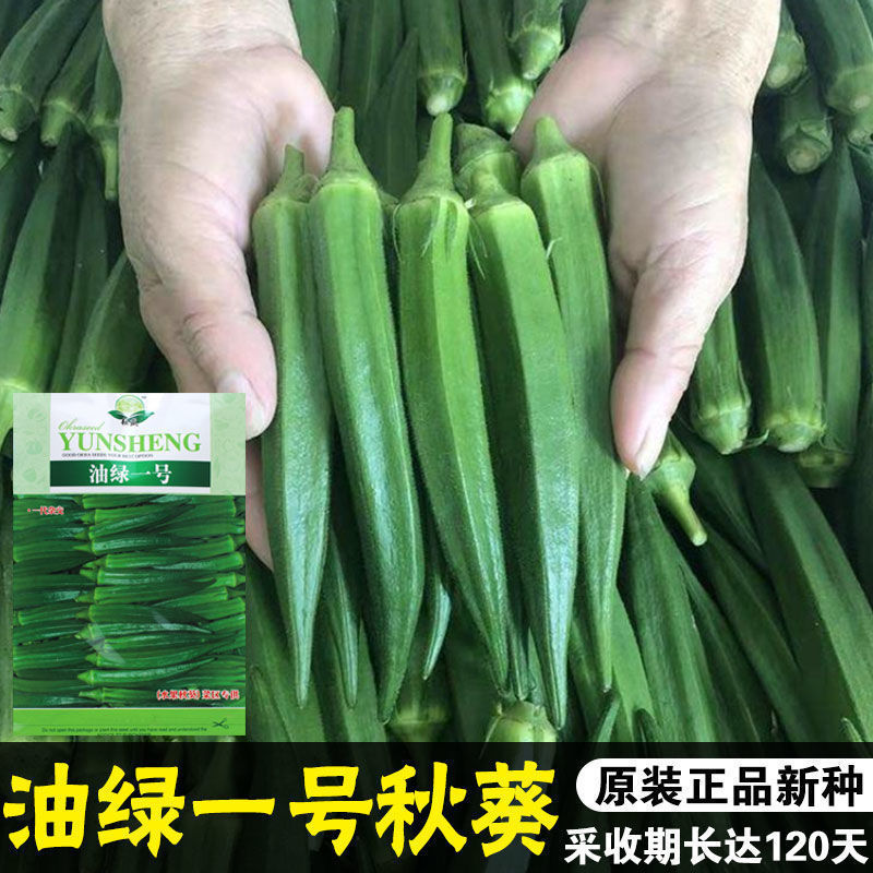 Семена бамии масляно-зеленые, высокопродуктивные, оптом из Китая
