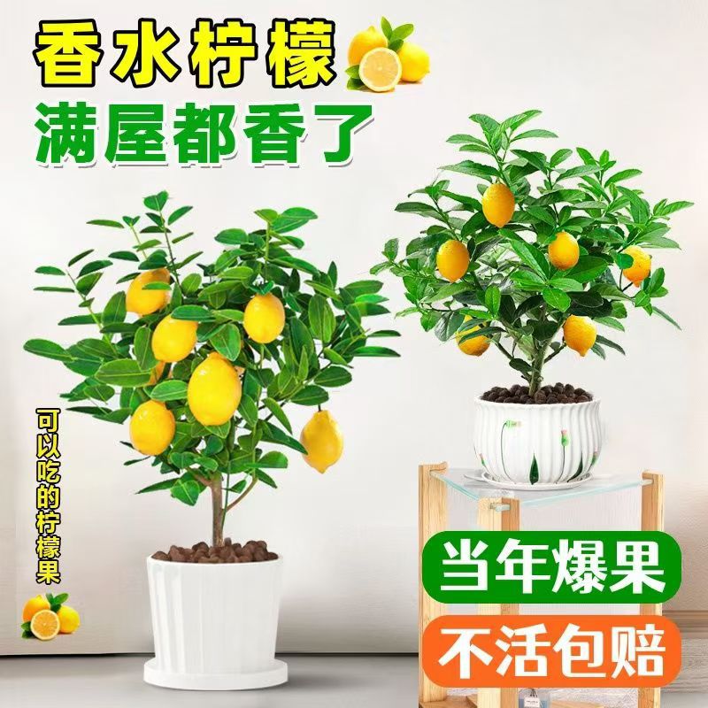 Комнатные и уличные растения